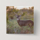 Search for white tailed deer badges Odocoileus virginianus