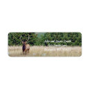 Search for bulls return address labels Nature