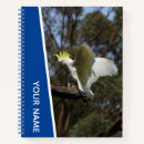 Search for blue parrot Cockatoo