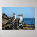 Search for blue footed posters Galapagos