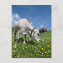 Search for awed postcards Nature