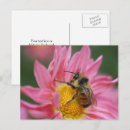 Search for pink daisy postcards Flower