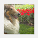 Search for rough collie magnets Sable