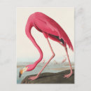 Search for john audubon postcards Bird