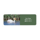 Search for pelican return address labels Birds