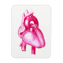 Search for anatomy magnets Heart