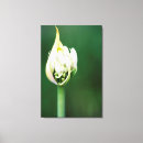 Search for african canvas prints Flower