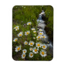 Search for cathy magnets Colorado
