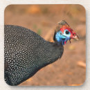 Search for fowl coasters Feather