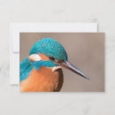 Search for kingfish cards Alcedo atthis