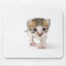 Search for newborn mouse mats Animal