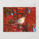 Search for warbler postcards Songbird