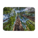 Search for marin magnets Forest