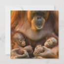Search for orangutans invitations Primate