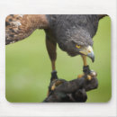 Search for hawk mouse mats Animal