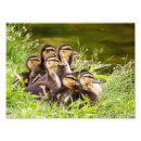 Search for ducklings nursery art Cute