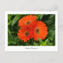 Search for orange gerbera postcards Flower