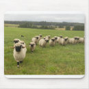 Search for black lamb electronics Sheep
