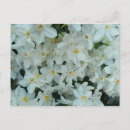 Search for flower bulbs postcards Floral