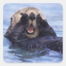 Search for sea otter stickers Alaska