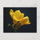 Search for freesias postcards Yellow