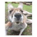 Search for funny wildlife posters Kawaii