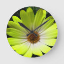 Search for african daisy art Photography