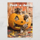Search for kitten pumpkin invitations Funny