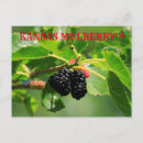 Search for berry postcards Colourful