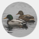 Search for loon bird stickers Lake