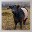 Search for belted galloway gifts Beltie