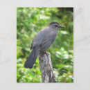 Search for aviary vertical postcards Avian