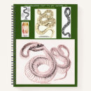 Search for rattle snake Viper