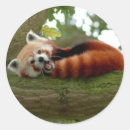 Search for red panda stickers Mammal