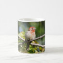 Search for house finch mugs Finches