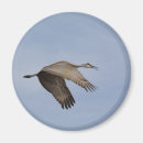 Search for sandhill magnets Birding