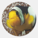 Search for nemo stickers Clownfish