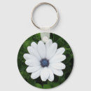 Search for african daisy accessories Nature