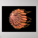 Search for female anatomy posters Medicine