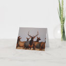Search for bull elk cards Cervus canadensis