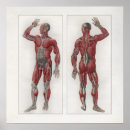 Search for muscle man posters Human