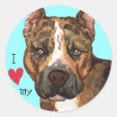 Search for american staffordshire terrier stickers Amstaff