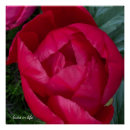 Search for red bloom posters Flower