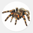 Search for scary spider stickers Arachnophobia