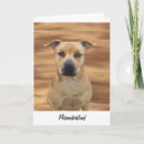 Search for misunderstood Pitbull