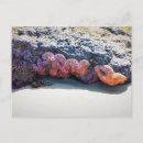 Search for bob postcards Nature