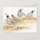 Search for for bird watcher postcards Birder