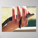 Search for alligators art Reptile