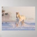 Search for white horses posters Stallion