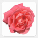 Search for rose background stickers Pink
